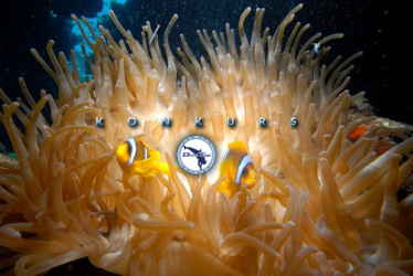 Konkurs "Dive-Top Centrum Nurkowe"