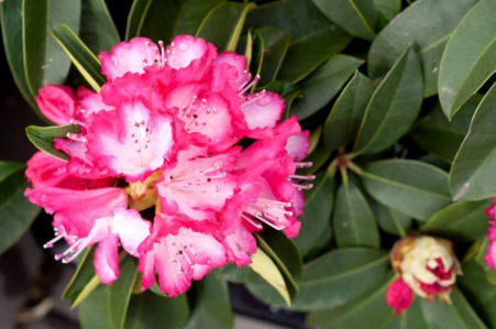 Konkurs "Najpiękniejszy rododendron" fotograficzny