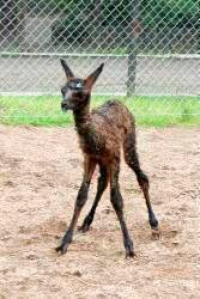 Konkurs "Wymyśl imię dla małej lamy" Bydgoszcz, do godz. 15:00