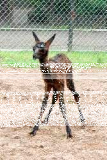 Konkurs "Wymyśl imię dla małej lamy" Bydgoszcz, do godz. 15:00