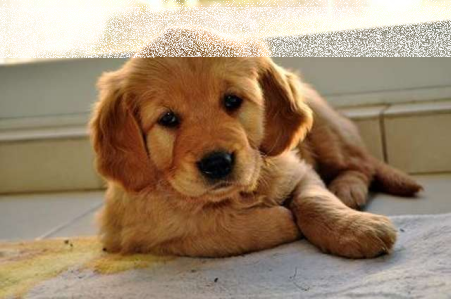 Konkurs "Szukamy SuperZwierzaka"