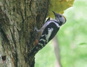 Konkurs "Świętokrzyska przyroda"