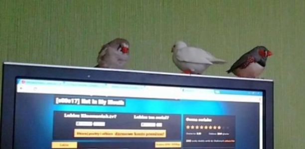 Wybierz najsympatyczniejszego zwierzaka Pomorza