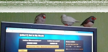 Wybierz najsympatyczniejszego zwierzaka Pomorza