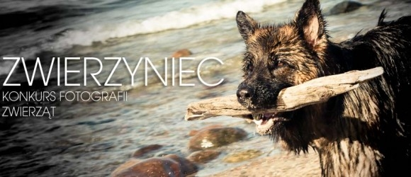 Konkurs "Zwierzyniec"