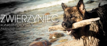 Konkurs "Zwierzyniec"