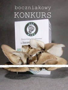 Boczniakowy konkurs z Eko Miro