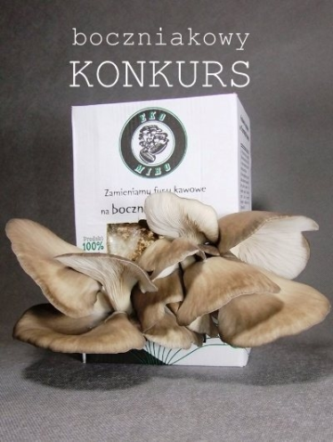 Boczniakowy konkurs z Eko Miro