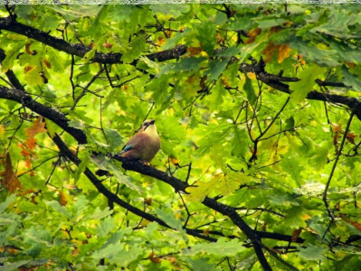 Konkurs "Co to Za ptak"