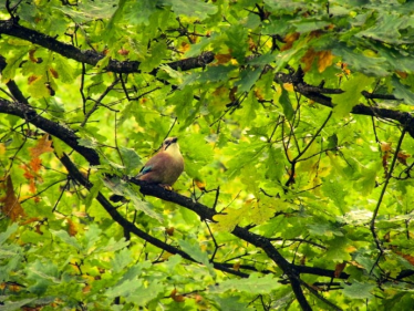 Konkurs "Co to Za ptak"