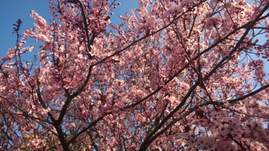 Konkurs "Pierwsze oznaki wiosny"