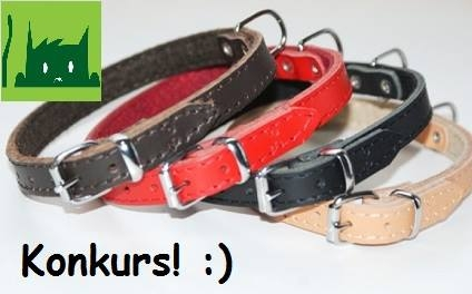 Wygraj obirże dingo