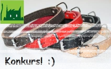 Wygraj obirże dingo