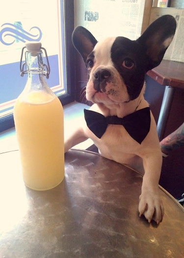 Konkurs "Ulubieniec Pijalni Wódki i Piwa Łódź"