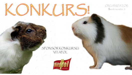 Konkurs fotograficzny dla świnek morskich