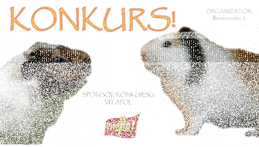 Konkurs fotograficzny dla świnek morskich