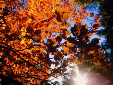 Konkurs fotograficzny "Jesień"