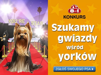 Konkurs "Szukamy gwiazdy wśród Yorków"