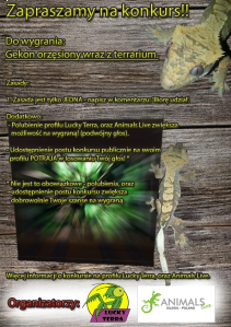 Wygraj terrarium wraz z gekonem orzęsionym