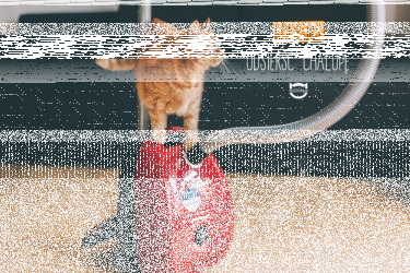 Odkurzacz dla właścicieli zwierząt "Odsierść chałupę"