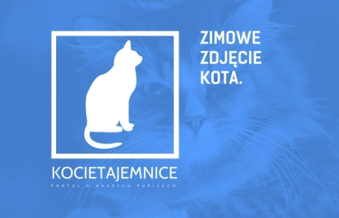 Konkurs "Zimowe zdjęcie kota"