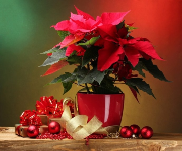 Wygraj Poinsecję - Gwiazdę Betlejemską!
