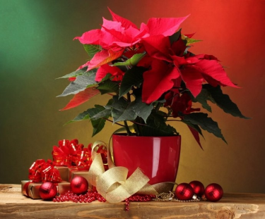 Wygraj Poinsecję - Gwiazdę Betlejemską!