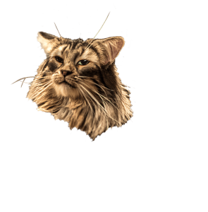 Konkurs "Festiwal Pizzy"