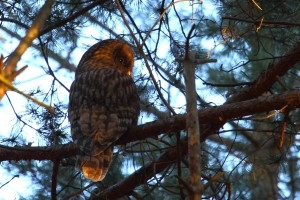 Konkurs "Marzec 2015"