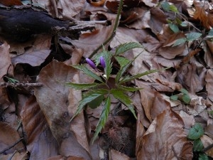 Konkurs "Kwiecień 2015"