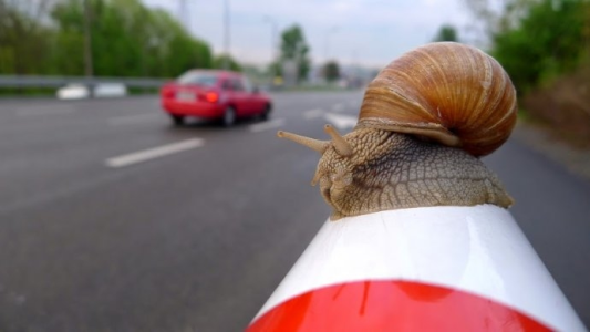 Konkurs "Najpiękniejszy ślimak Cittaslow"