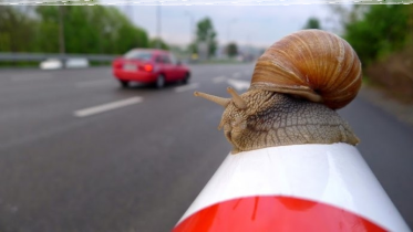 Konkurs "Najpiękniejszy ślimak Cittaslow"