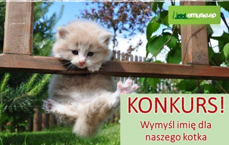 Konkurs "Imię dla kotka"