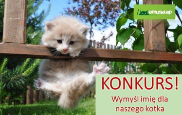 Konkurs "Imię dla kotka"