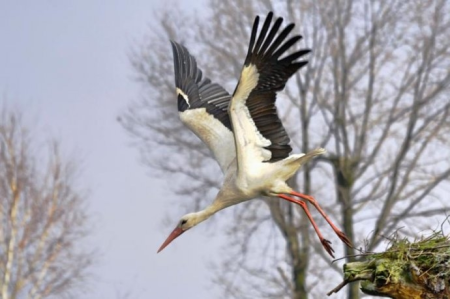 Konkurs "Bocian nasz"