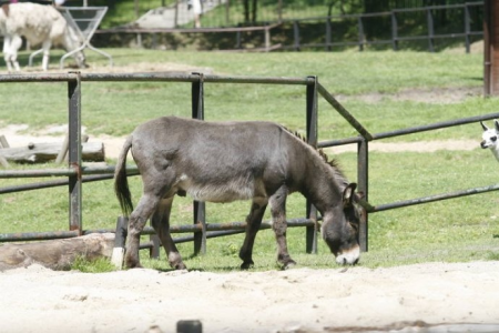Konkurs na imię dla osiołka Poitou z chorzowskiego zoo