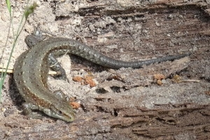 Konkurs "Sierpień 2015"