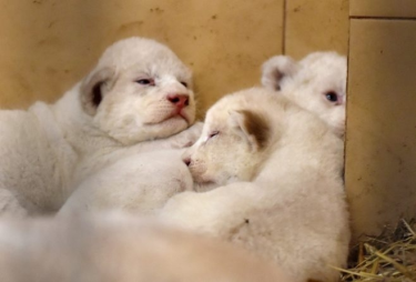 Konkurs "Wymyśl imiona dla lwiątek"