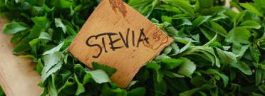 Konkurs z NESTEA: wygraj hamak na wakacje!