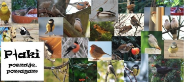 Konkurs "Ptaki - poznaję, pomagam"