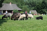 Konkurs "Zwierzęta w zagrodzie" Ruda Śląska