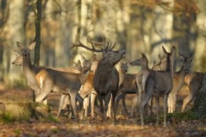 Konkurs "Rykowisko dla jeleni, nie dla myśliwych"