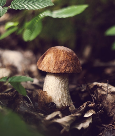 Konkurs "Dary jesieni"