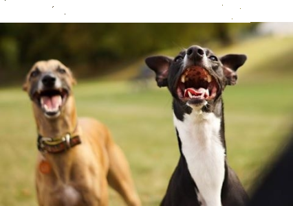 Wypełnij ankietę i wygraj nagrodę dla psa (lub kota)