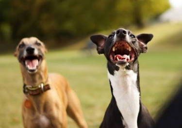 Wypełnij ankietę i wygraj nagrodę dla psa (lub kota)