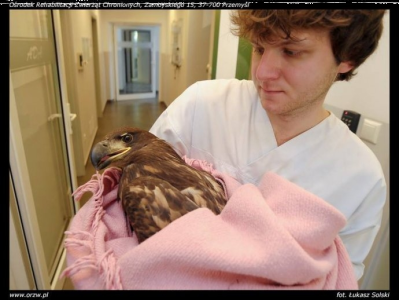 Wygraj parę skrzydeł - Orzeł Bielik