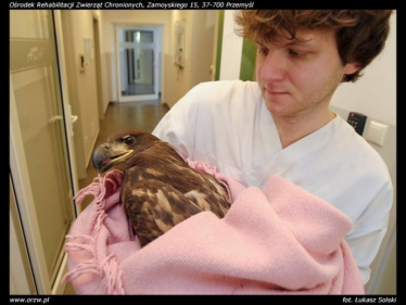 Wygraj parę skrzydeł - Orzeł Bielik