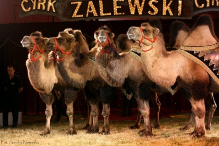 Wygraj bilet do cyrku Zalewski, Suwałki, do godz. 12:00