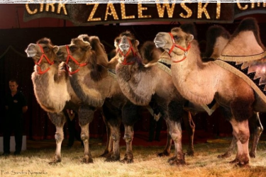 Wygraj bilet do cyrku Zalewski, Suwałki, do godz. 12:00