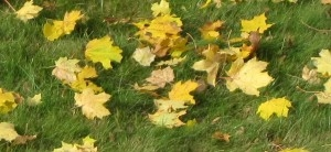 Konkurs "Listopad 2015"